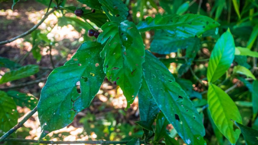 Ayahuasca: este es el beneficio para la memoria de esta planta