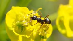 Así debes controlar las hormigas negras en huertas y jardines