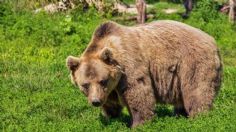 Valiente perrito se sacrifica para salvar a abuelita de 81 años que golpeó a un oso