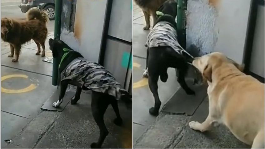 Perrito evita pelea entre canes y usuarios piden que le den Premio Nobel de la Paz | VIDEO