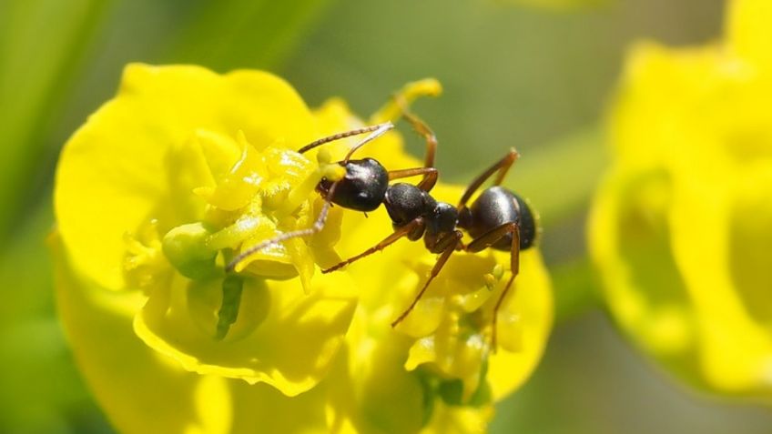 Así debes controlar las hormigas negras en huertas y jardines