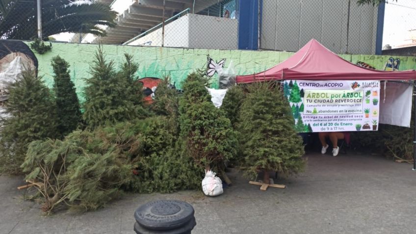 ¿Dónde desechar tu arbolito de Navidad? Iztapalapa instala 16 centros de acopio