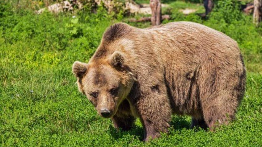 Valiente perrito se sacrifica para salvar a abuelita de 81 años que golpeó a un oso