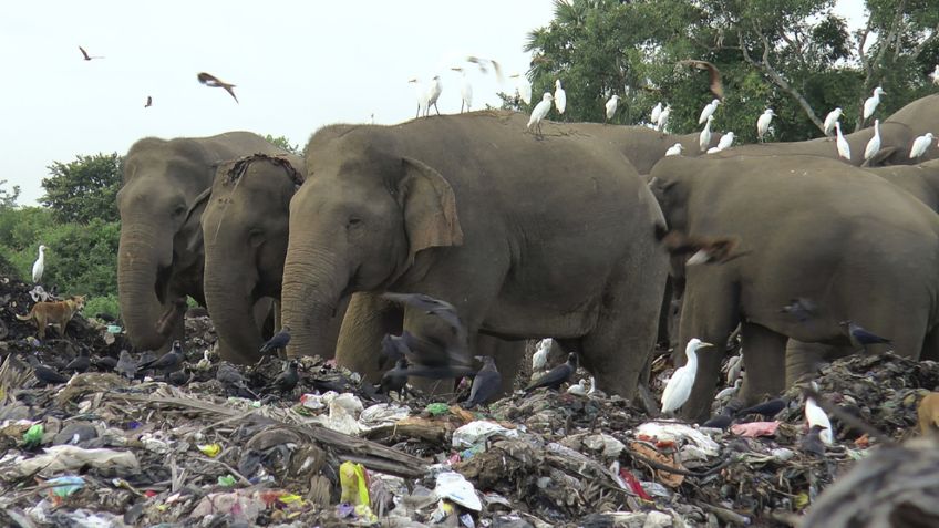 Mueren decenas elefantes en Sri Lanka por comer desechos plásticos