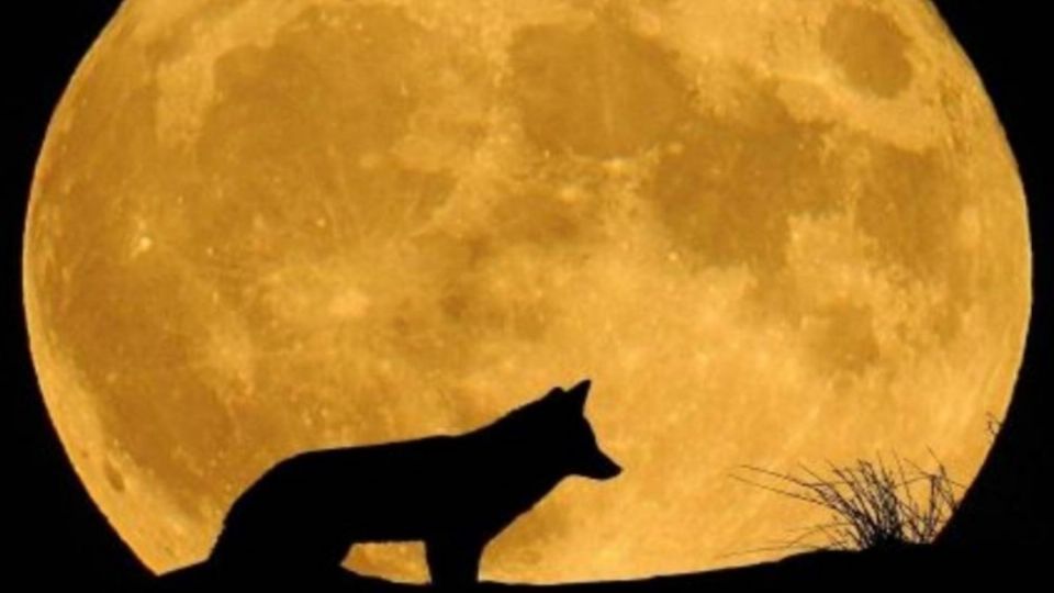 La Luna de Lobo ocurrirá este lunes 17 de enero (Foto: Twitter @GuerreroProfun1)