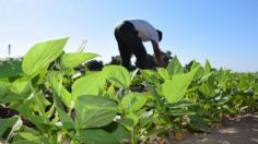 Anuncia apoyo para mejorar condiciones de comercialización de frijol y maíz en Sinaloa