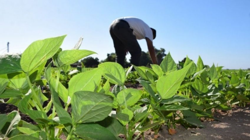 Anuncia apoyo para mejorar condiciones de comercialización de frijol y maíz en Sinaloa