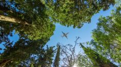 El destino es verde, ¿qué acciones está tomando la industria aérea?