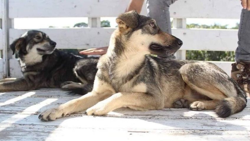 Van contra maltrato animal; vecinos denuncian redadas de perros en Veracruz