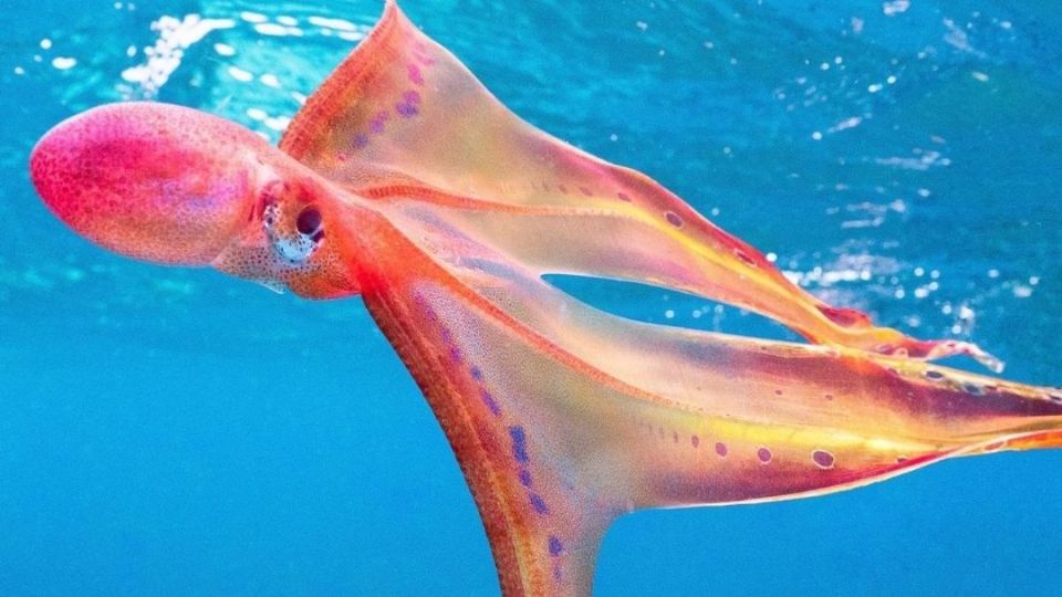 Pulpo manta en Australia. Foto: Jacinta Shackleton