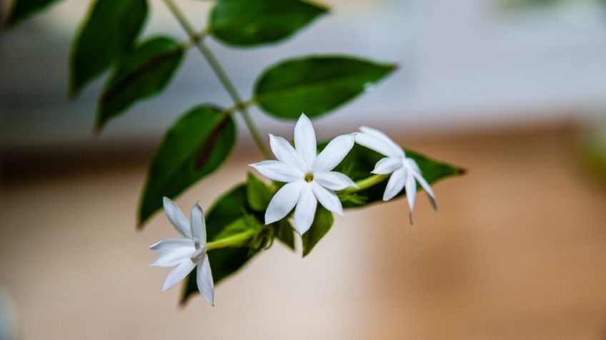 Estas son las plantas de exterior más nobles y resistentes