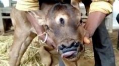 ¡Impactante! Nace ternero con tres ojos y cuatro fosas nasales