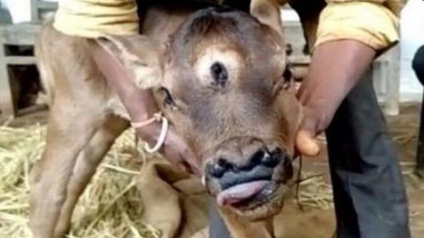 ¡Impactante! Nace ternero con tres ojos y cuatro fosas nasales