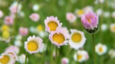 Este es el fertilizante casero que le dará vida a tus plantas