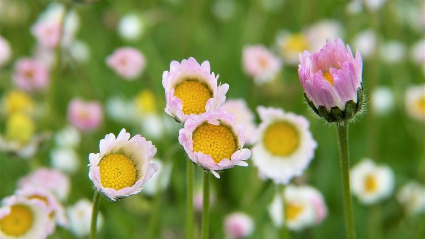 Este es el fertilizante casero que le dará vida a tus plantas