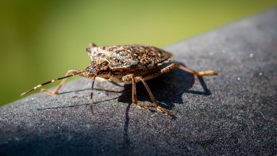 Estos animales han sido vistas en escuelas