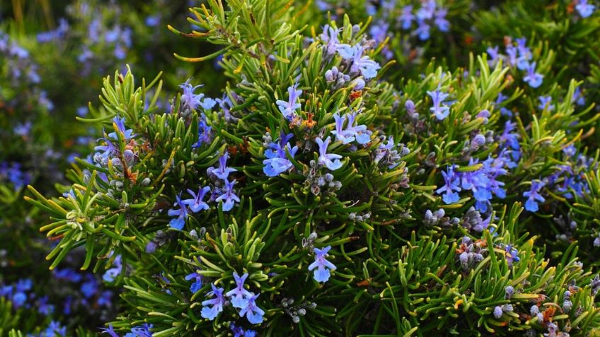 Esta es la planta medicinal más fácil de cuidar y con mayores beneficios para la salud