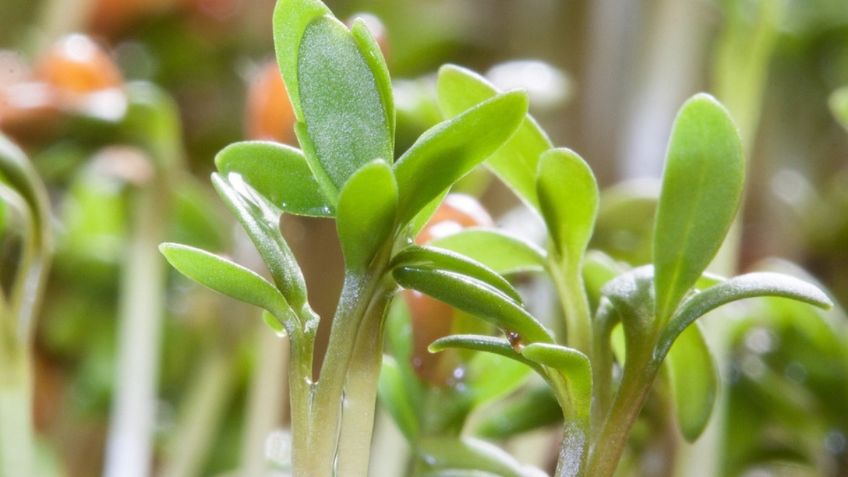 Estos son los mejores alimentos antienvejecimiento