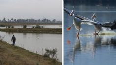 Claudia Sheinbaum ha favorecido la conservación de especies; avistan pelícano blanco en lago de Tláhuac