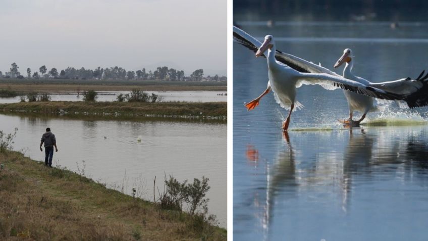 Claudia Sheinbaum ha favorecido la conservación de especies; avistan pelícano blanco en lago de Tláhuac