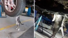 Gatito buscaba refugio y termina adoptado, ahora “trabaja” como mecánico | VIDEO