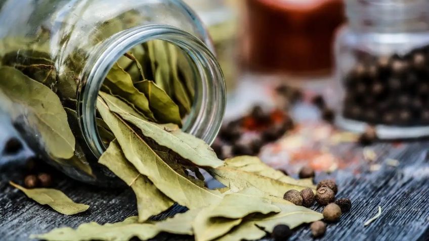 Hoja de Laurel: Con este remedio mantendrás alejados los malos olores en casa