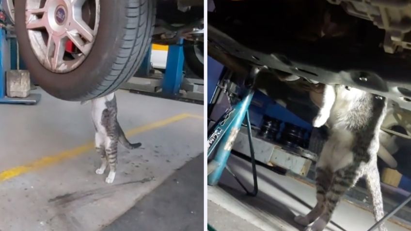 Gatito buscaba refugio y termina adoptado, ahora “trabaja” como mecánico | VIDEO