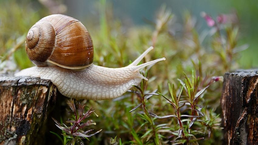 Estas son las mejores trampas para exterminar caracoles y babosas