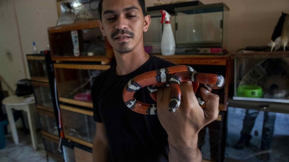 El coleccionista de animales José Delgadillo muestra hoy una falsa coral (Lampropeltis Triangulum), en su casa en la ciudad de Matagalpa (Nicaragua).  Foto: EFE