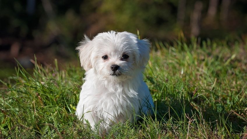 Conoce cuáles son las razas de perros que más roban en la CDMX