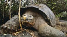 ¿Nueva pandemia? Detectan cuatro nuevos virus en tortugas de las islas Galápagos