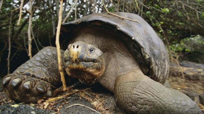 ¿Nueva pandemia? Detectan cuatro nuevos virus en tortugas de las islas Galápagos