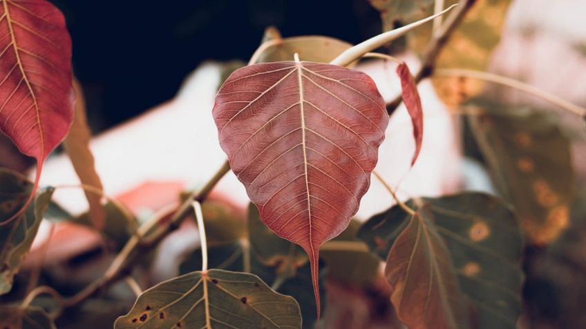 ¿Qué le pasa a mi ficus? Cómo detectar y controlar la plaga que ataca al inicio de primavera