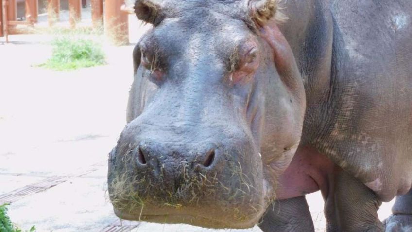 Inés, la hipopótamo de más de 50 años del Zoológico de San Juan de Aragón, murió