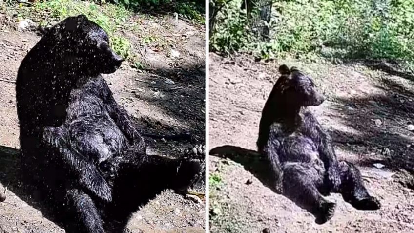 Tras pasar 25 años encerrado en un circo, oso se sienta a tomar el sol al ser liberado | VIDEO