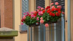 Maravilloso, 3 plantas con flores para decorar y darle vida a tu balcón