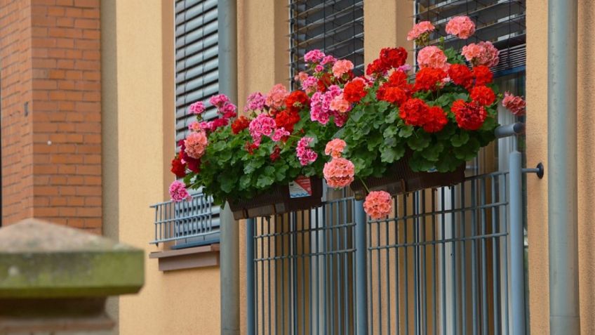 Maravilloso, 3 plantas con flores para decorar y darle vida a tu balcón