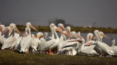 Pelícanos anidan en Toluca; buscan transformar la zona en reserva natural