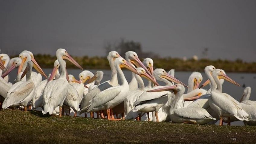 Pelícanos anidan en Toluca; buscan transformar la zona en reserva natural