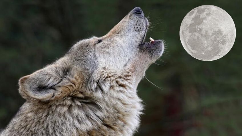 Luna llena del lobo 2022: Cuándo será el fenómeno y qué signos zodiacales serán afectados