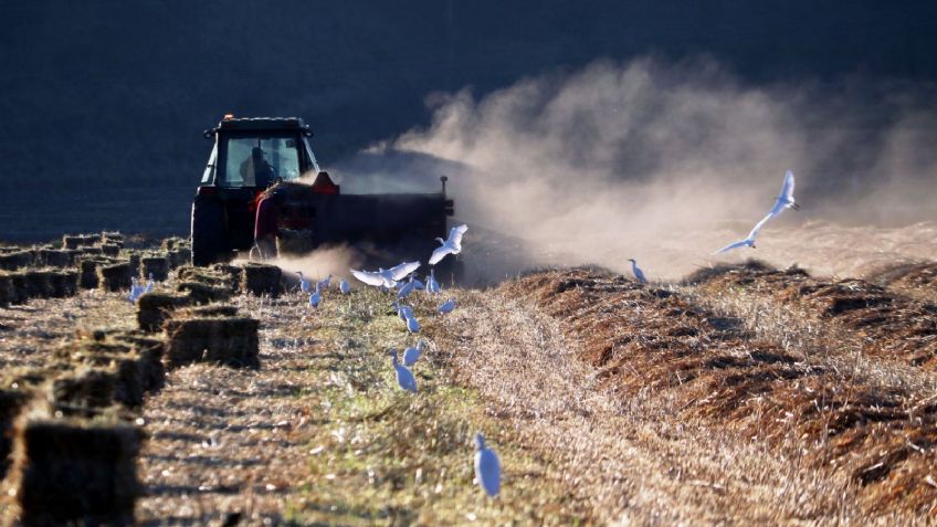 Analizan posibilidad de recurrir a fertilizantes orgánicos para el campo de Sinaloa