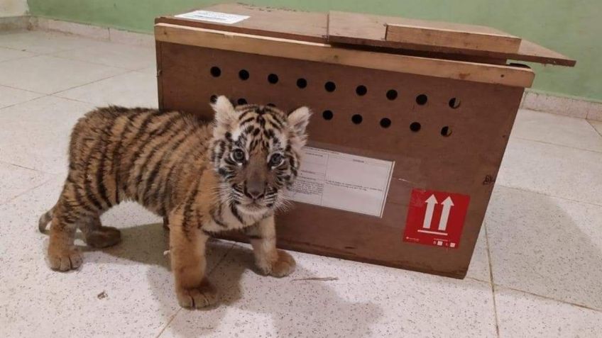 Guardia Nacional asegura un cachorro de tigre de bengala en aeropuerto de Mérida