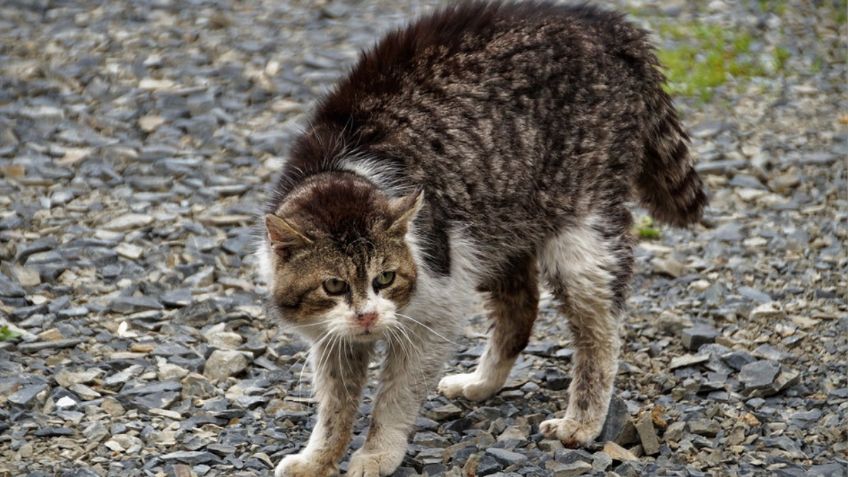 Gatos: conoce las 3 razas más agresivas