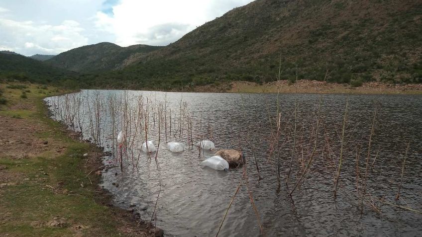 Secretaría de Agricultura beneficia a Coahuila, San Luis Potosí y Zacatecas con la siembra de peces carpa