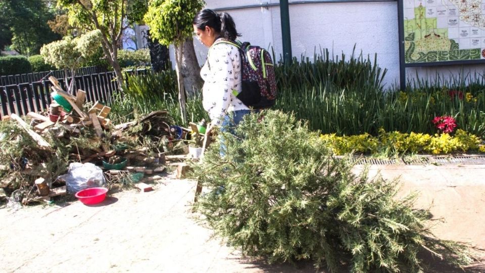 RECICLAR. Los árboles navideños deben llevarse a los centros de acopio y no dejarlos en la calle. Foto: Cuartoscuro