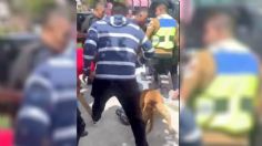 VIDEO: captan a un perrito justiciero ayudando a detener a un ladrón de casas