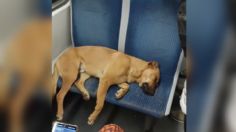 VIDEO | Pasajeros dejan dormir a un perro en asiento del metro y van parados para no molestarlo