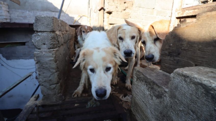 Horror en Neza: rescatan a más de 70 perros en casa donde supuestamente los engordaban y vendían a taquerías