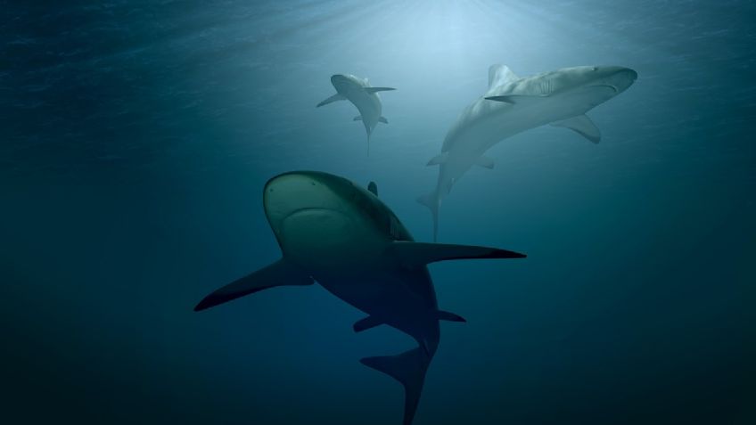 El espeluznante momento en que pescadores luchan a puñetazos contra tiburones tras naufragar