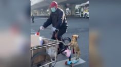 VIDEO | Un perrito demuestra que es el mejor vendedor de tamales y enamora a miles en redes